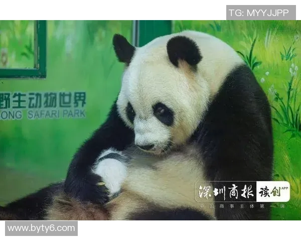 足球巨星为大熊猫发声呼吁保护活动引发全球关注 足球巨星为大熊猫发声呼吁保护活动引发全球关注